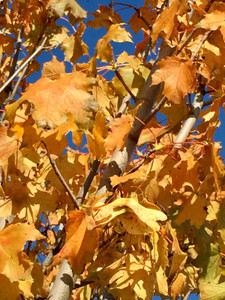 Early amber fall color of 'Emerald Queen' Norway maple. Early amber fall color of 'Emerald Queen' Norway maple.