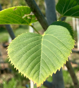 Leaves in mid-summer. TimberPine