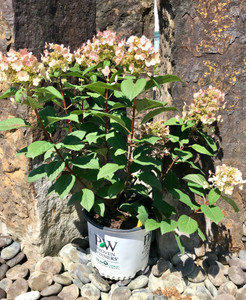 A 5 gallon specimen in our nursery. TimberPine