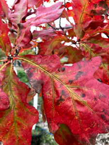 White Oak on bicolor leaves in the fall. White Oak on bicolor leaves in the fall.