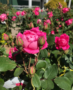 Flowers in mid-summer. TimberPine