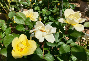 Flowers in mid-summer. TimberPine