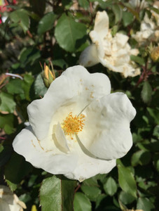 White Knock Out Rose White Knock Out Rose