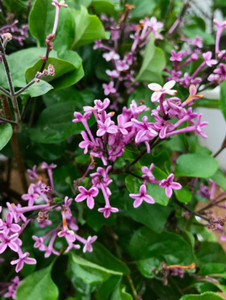 Early blooms in early summer. Early blooms in early summer.