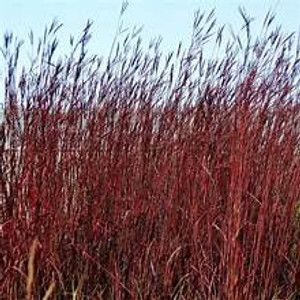 Big Bluestem, Red October Big Bluestem, Red October
