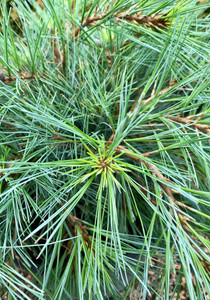 Close up of the blue-green needles. TimberPine