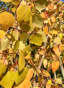 Fall color of quaking aspen. Fall color of quaking aspen.