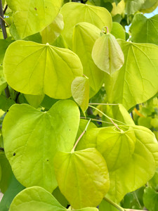 Leaves in mid-summer. Leaves in mid-summer.