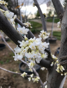 Early white spring flower clusters. Early white spring flower clusters.