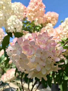 Bicolored florets of Vanilla Strawberry™ panicle hydrangea. TimberPine