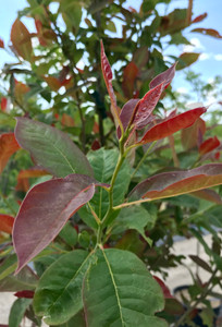 New growth of 'Wildfire' black tupelo is fiery red. New growth of 'Wildfire' black tupelo is fiery red.