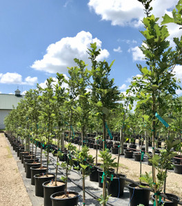 Kindred Spirit® Oaks in our nursery. Kindred Spirit® Oaks in our nursery.