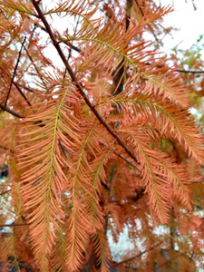Fall color of Shawnee Brave® bald cypress. TimberPine