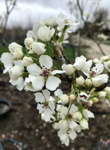 Early flowers of 'Redspire' ornamental pear. Early flowers of 'Redspire' ornamental pear.