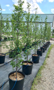 'Frans Fontaine' hornbeam in our nursery. 'Frans Fontaine' hornbeam in our nursery.