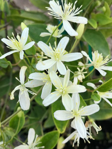 Clematis, Sweet Autumn Clematis, Sweet Autumn