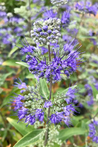 Flower spikes in mid-summer.