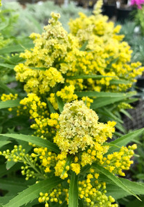 Goldenrod, Little Lemon
