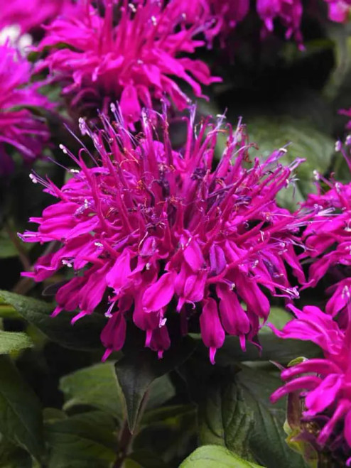 Bee Balm, Balmy Purple