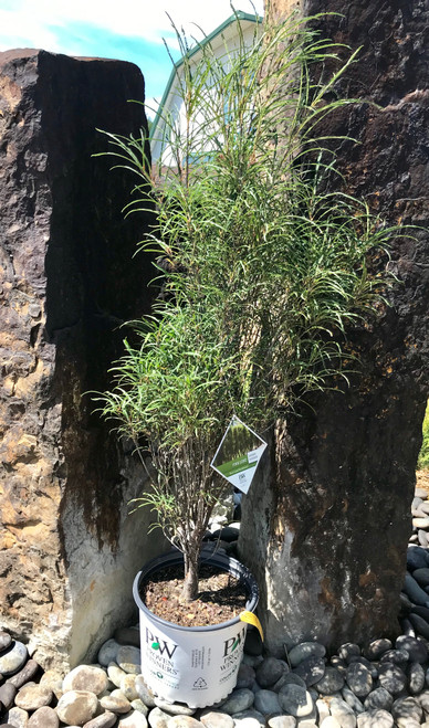 Fernleaf Buckthorn Fine Line Timberpine