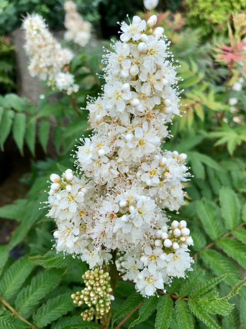 False spirea 2024