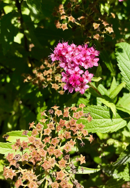 Japanese Spirea Anthony Waterer Timberpine