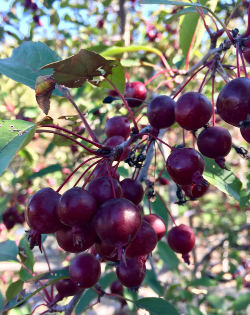 'Purple Prince' Crabapple