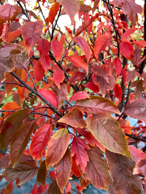 Royal raindrops crabapple best sale
