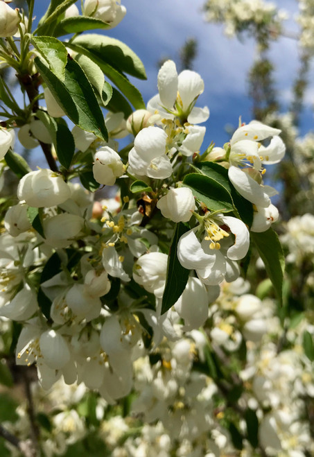 Spring Snow Crabapple