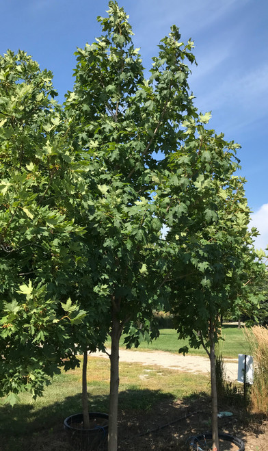 Green Mountain® sugar maples in our nursery.