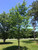courtesy of The Morton Arboretum courtesy of The Morton Arboretum