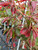 Foliage in autumn. Foliage in autumn.