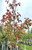 Foliage in autumn. Foliage in autumn.