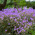 ©Walters Gardens, Inc. ©Walters Gardens, Inc.