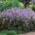 ©Walters Gardens, Inc. ©Walters Gardens, Inc.