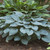 ©Walters Gardens, Inc. ©Walters Gardens, Inc.