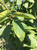 Foliage in summer of American hornbeam Foliage in summer of American hornbeam