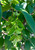 Seed heads of American hornbeam. Seed heads of American hornbeam.