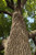 Black Walnut Black Walnut