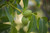Black Walnut Black Walnut