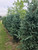 Black Hills Spruce, Skinny Blue Genes Black Hills Spruce, Skinny Blue Genes