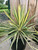 Common Yucca, Color Guard Common Yucca, Color Guard