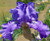 Bearded Iris, Breakers Bearded Iris, Breakers