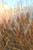 Seed heads of autumn flame grass in early fall. Seed heads of autumn flame grass in early fall.