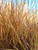 Autumn flame grass in early fall. Autumn flame grass in early fall.