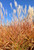 Autumn flame grass in early fall. Autumn flame grass in early fall.