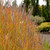 Flame grass foliage and inflorescence. ©Walters Gardens, Inc. Flame grass foliage and inflorescence. ©Walters Gardens, Inc.