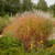 Flame grass in the landscape. ©Walters Gardens, Inc. Flame grass in the landscape. ©Walters Gardens, Inc.