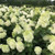 Panicle Hydrangea, Limelight Prime Panicle Hydrangea, Limelight Prime