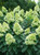 Panicle Hydrangea, Limelight Prime Panicle Hydrangea, Limelight Prime